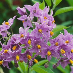 Solanum crispum 'Glasnevin', Glasnevin Chilean Potato Bush, Glasnevin Potato Tree, Glasnevin Potato Vine, Solanum crispum 'Autumnale', evergreen shrub, evergreen potato vine, purple flowers