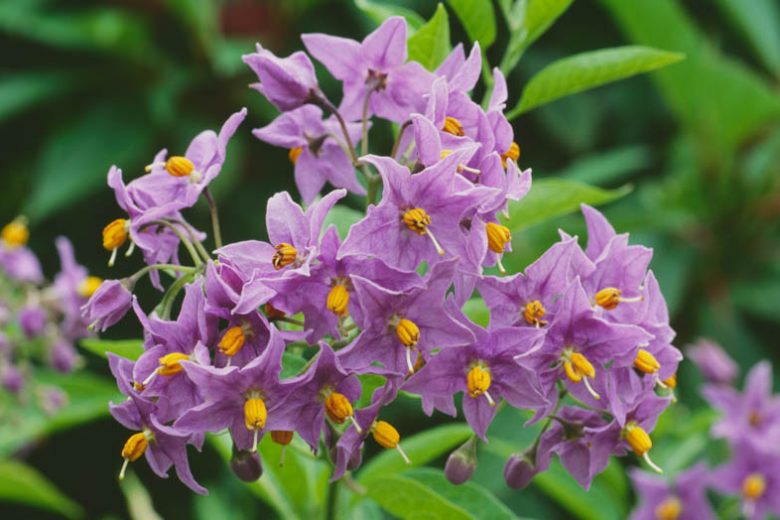 Solanum crispum 'Glasnevin', Glasnevin Chilean Potato Bush, Glasnevin Potato Tree, Glasnevin Potato Vine, Solanum crispum 'Autumnale', evergreen shrub, evergreen potato vine, purple flowers