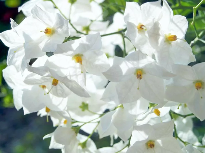 Solanum laxum 'Album', Potato Vine, Solanum jasminoides, Potato Climber, Jasmine Nightshade, evergreen shrub, evergreen white potato vine, white flowers
