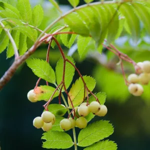 Sorbus 'Joseph Rock', Mountain Ash 'Joseph Rock', Small Tree, Yellow fruit, Yellow berries, Winter fruits, Fall Foliage