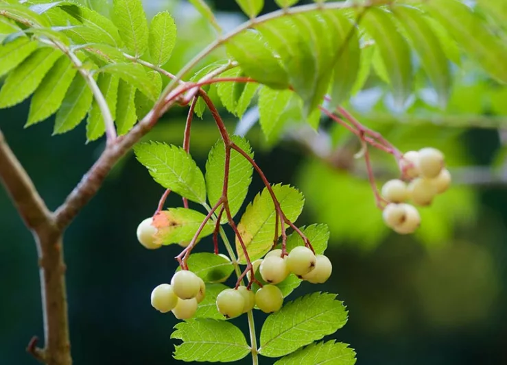 Sorbus 'Joseph Rock', Mountain Ash 'Joseph Rock', Small Tree, Yellow fruit, Yellow berries, Winter fruits, Fall Foliage