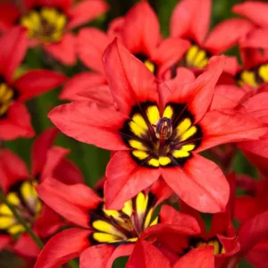 Sparaxis tricolor, Harlequin Flower, Wand flower, Red flowers,