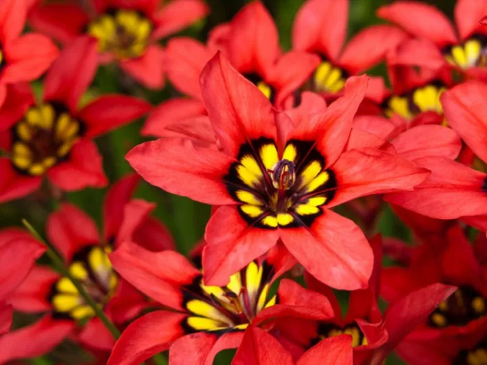 Sparaxis tricolor, Harlequin Flower, Wand flower, Red flowers,