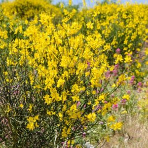 Spartium Junceum (Spanish Broom), Spanish Broom, Rush Broom, Weaver's Broom, Mediterranean plants, Mediterranean shrubs, Yellow flowers