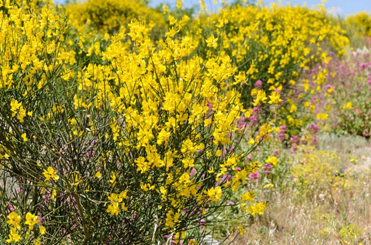 Spartium Junceum (Spanish Broom), Spanish Broom, Rush Broom, Weaver's Broom, Mediterranean plants, Mediterranean shrubs, Yellow flowers