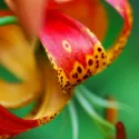 Species Lilies, Wild Lilies, Martagon Lilies, Tiger Lilies