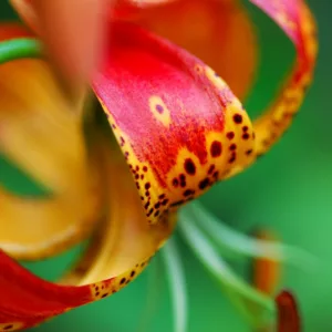 Species Lilies, Wild Lilies, Martagon Lilies, Tiger Lilies