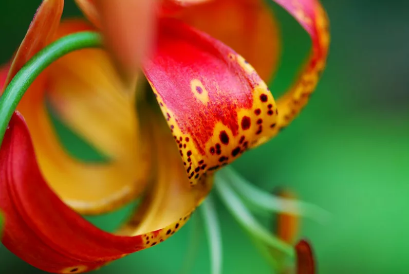 Species Lilies, Wild Lilies, Martagon Lilies, Tiger Lilies