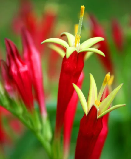 Spigelia marilandica, Indian Pink, Carolina Pink, Maryland Pinkroot, Star Bloom, Worm Grass, Red Flowers