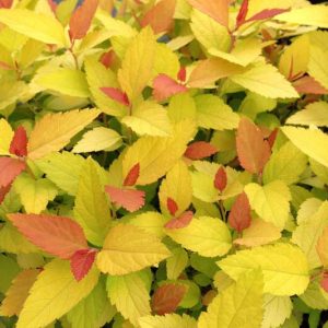 Spiraea Double Play® Candy Corn®, Japanese Spiraea Double Play® Candy Corn®, Spirea Double Play® Candy Corn®, Double Play Candy Corn Spirea, Yellow Spirea, Pink Flowers