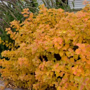 Spiraea betulifolia 'Tor', Birchleaf Spirea 'Tor', Tor Birchleaf Spirea, White Flowers, Gold Foliage, Red Foliage