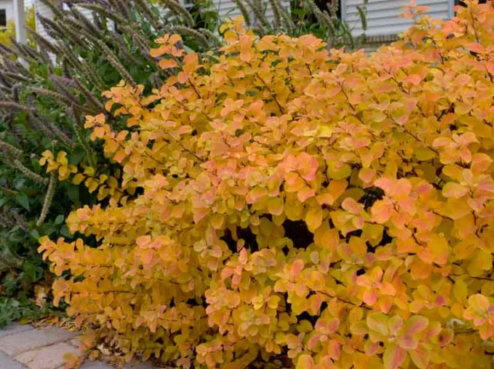 Spiraea betulifolia 'Tor', Birchleaf Spirea 'Tor', Tor Birchleaf Spirea, White Flowers, Gold Foliage, Red Foliage