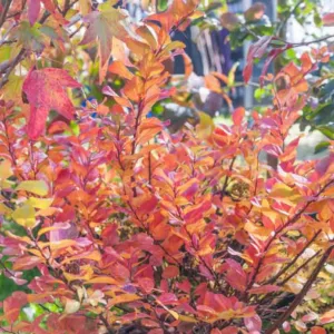 Spiraea betulifolia 'Tor Gold', Birchleaf Spirea 'Tor Gold', Tor Gold Birchleaf Spirea, White Flowers, Gold Foliage, Red Foliage, Spiraea betulifolia 'Glow Girl'