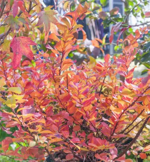 Spiraea betulifolia 'Tor Gold', Birchleaf Spirea 'Tor Gold', Tor Gold Birchleaf Spirea, White Flowers, Gold Foliage, Red Foliage, Spiraea betulifolia 'Glow Girl'