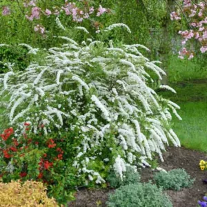 Spiraea x cinerea 'Grefsheim', Garland Spirea 'Grefsheim', Spiraea × arguta 'Grefsheim', White Flowers, Flowering shrub, Baby’s Breath Spirea