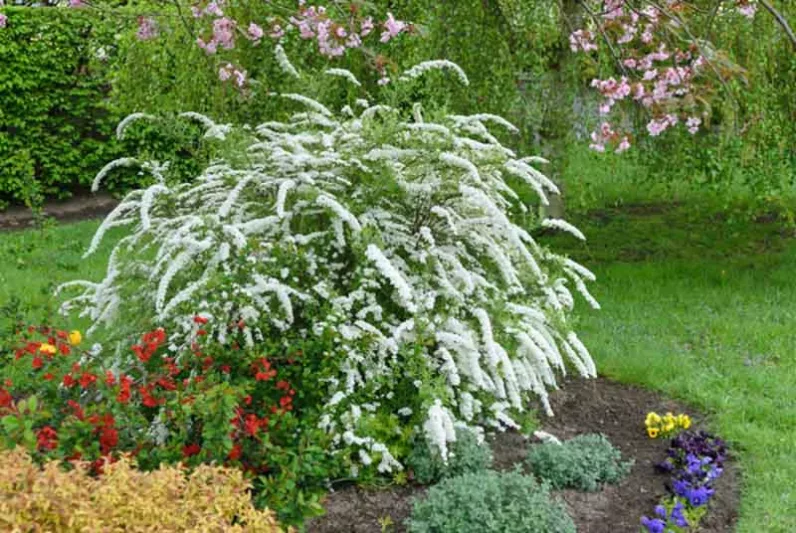 Spiraea x cinerea 'Grefsheim', Garland Spirea 'Grefsheim', Spiraea × arguta 'Grefsheim', White Flowers, Flowering shrub, Baby’s Breath Spirea