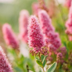 Spiraea douglasii, Pink Flowers, Western Spirea, Steeple Bush, Hardhack, Pink Spiraea, Rose Spiraea