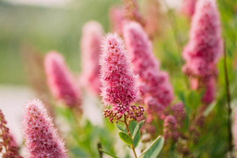 Spiraea douglasii, Pink Flowers, Western Spirea, Steeple Bush, Hardhack, Pink Spiraea, Rose Spiraea