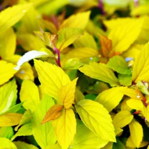 Spiraea japonica 'Gold Mound', Japanese Spiraea 'Gold Mound', Japanese Spiraea 'GoldMound', Spiraea x bumalda 'Gold Mound', Goldmound Spiarea, Gold Mound Japanese Spiraea, Golden Spiraea, Yellow Spiraea, Pink Flowers