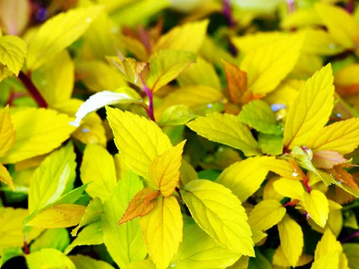 Spiraea japonica 'Gold Mound', Japanese Spiraea 'Gold Mound', Japanese Spiraea 'GoldMound', Spiraea x bumalda 'Gold Mound', Goldmound Spiarea, Gold Mound Japanese Spiraea, Golden Spiraea, Yellow Spiraea, Pink Flowers