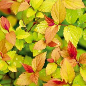 Spiraea japonica 'Goldflame', Spiraea japonica 'Goldflame', Japanese Spiraea 'Goldflame', Spiraea x bumalda 'Goldflame', Goldflame Spiraea, Goldflame Japanese Spiraea, Yellow Spiraea, Pink Flowers