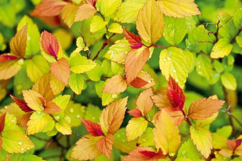 Spiraea japonica 'Goldflame', Spiraea japonica 'Goldflame', Japanese Spiraea 'Goldflame', Spiraea x bumalda 'Goldflame', Goldflame Spiraea, Goldflame Japanese Spiraea, Yellow Spiraea, Pink Flowers