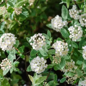 Spiraea × vanhouttei 'Pink Ice', Vanhoutte Spirea 'Pink Ice', Bridalwreath 'Pink Ice', White Flowers, Bridal Wreath Spirea 'Pink Ice'