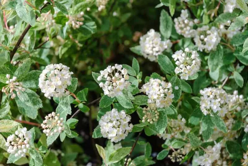 Spiraea × vanhouttei 'Pink Ice', Vanhoutte Spirea 'Pink Ice', Bridalwreath 'Pink Ice', White Flowers, Bridal Wreath Spirea 'Pink Ice'