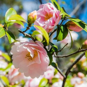 Camellia, Camellias, How to grow Camellias, Camellias bloom time, Camellia bloom season, Japanese Camellias, Camellia Japonica, Camellia williamsii, Winter Blooming Camellias, Spring Camellias, Cold hardy Camellias,