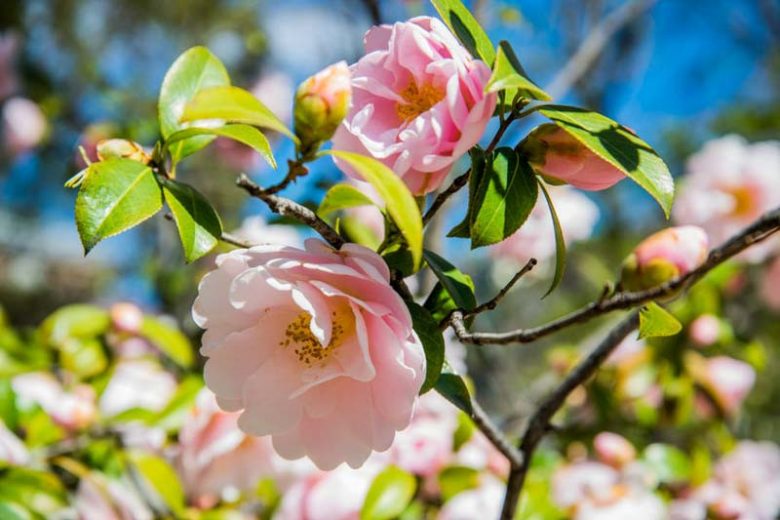 Camellia, Camellias, How to grow Camellias, Camellias bloom time, Camellia bloom season, Japanese Camellias, Camellia Japonica, Camellia williamsii, Winter Blooming Camellias, Spring Camellias, Cold hardy Camellias,