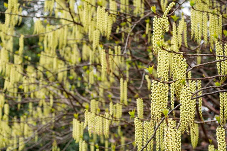 Stachyurus praecox, Early Stachyurus, Yellow Flowers,  Winter Flowers