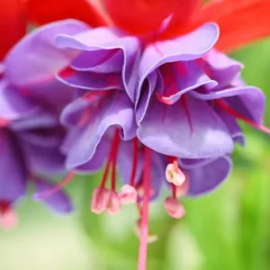 Hardy fuchsia, hardy fuchsias, flowering shrubs, rock garden, summer flowers