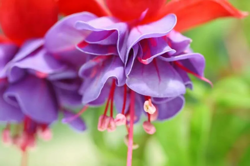 Hardy fuchsia, hardy fuchsias, flowering shrubs, rock garden, summer flowers
