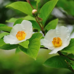 Stewartia pseudocamellia, Deciduous Camellia, Japanese Stewartia, Deciduous Stewartia, Pelling Bark, Exfoliating Bark, White flowers, fall color, red leaves