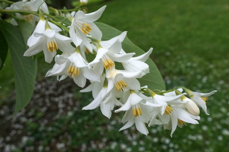 Styrax obassia, Fragrant Snowbell, Spring flowers, fragrant flowers, fragrant trees, white flowers