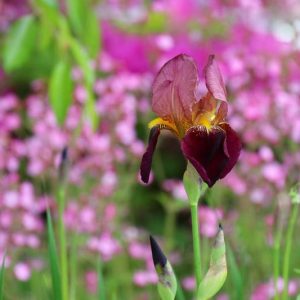 Bearded Irises, Tall Bearded Irises, Award-Winning Irises, Dykes Medal, Iris Bloom Times, Early season Irises, Late Season Irises, Early Irises, Late Irises