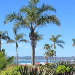 Syagrus romanzoffiana, Queen Palm, Arecastrum romanzoffianum, Drought tolerant tree, Palm Tree