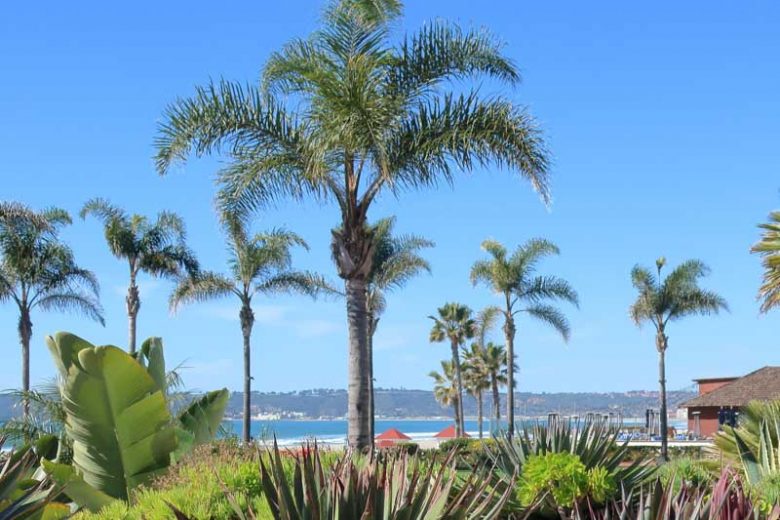 Syagrus romanzoffiana, Queen Palm, Arecastrum romanzoffianum, Drought tolerant tree, Palm Tree