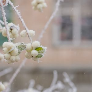 Symphoricarpos Albus, Common Snowberry, Snowberry, Waxberry, Symphoricarpos albus var. albus, Ice Apple, Symphoricarpos pauciflorus, Symphoricarpos racemosus, White Coralberry, White Snowberry,shrubs, fall color, white berries, shrub with berries