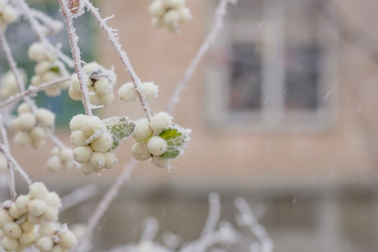 Symphoricarpos Albus, Common Snowberry, Snowberry, Waxberry, Symphoricarpos albus var. albus, Ice Apple, Symphoricarpos pauciflorus, Symphoricarpos racemosus, White Coralberry, White Snowberry,shrubs, fall color, white berries, shrub with berries