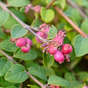 Symphoricarpos × Chenaultii 'Hancock', Snowberry 'Hancock', Chenault Coralberry, shrubs, fall color, shrub with berries