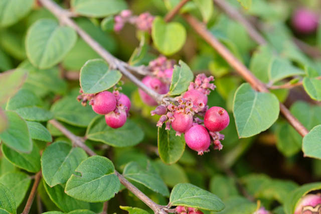 Symphoricarpos × Chenaultii 'Hancock', Snowberry 'Hancock', Chenault Coralberry, shrubs, fall color, shrub with berries