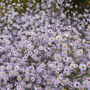 Symphyotrichum turbinellum,Aster turbinellus, Smooth Violet Prairie Aster, violet aster, lavender aster