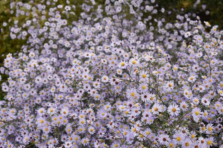 Symphyotrichum turbinellum,Aster turbinellus, Smooth Violet Prairie Aster, violet aster, lavender aster