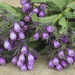 Symphytum officinale, Common Comfrey, Alum, Backwort, Black Root, Blackwort, Bohemian Comfrey, Bone-Set, Bruisewort, Comfrey Consound, Gum Plant, Healing Herb, Knit-Back