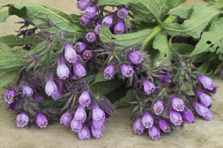 Symphytum officinale, Common Comfrey, Alum, Backwort, Black Root, Blackwort, Bohemian Comfrey, Bone-Set, Bruisewort, Comfrey Consound, Gum Plant, Healing Herb, Knit-Back