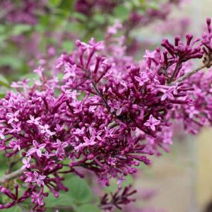 Syringa Bloomerang Dark Purple, Lilac Bloomerang Dark Purple, Bicolor Lilac, Purple lilac, Fragrant Lilac, Syringa x SMSJBP7