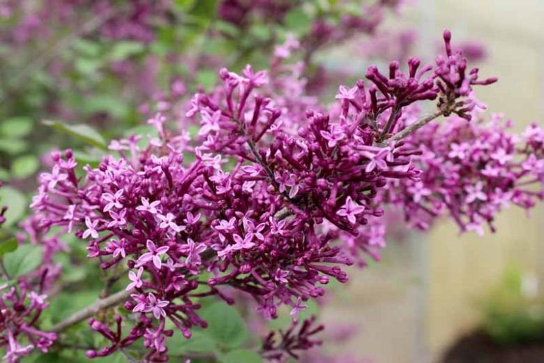 Syringa Bloomerang Dark Purple, Lilac Bloomerang Dark Purple, Bicolor Lilac, Purple lilac, Fragrant Lilac, Syringa x SMSJBP7