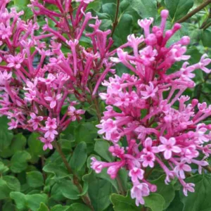 Syringa Bloomerang Dwarf Pink, Lilac Bloomerang Dwarf Pink, Bicolor Lilac, Pink lilac, Fragrant Lilac, Syringa x 'SMNJRPI'