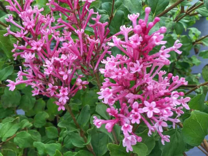 Syringa Bloomerang Dwarf Pink, Lilac Bloomerang Dwarf Pink, Bicolor Lilac, Pink lilac, Fragrant Lilac, Syringa x 'SMNJRPI'